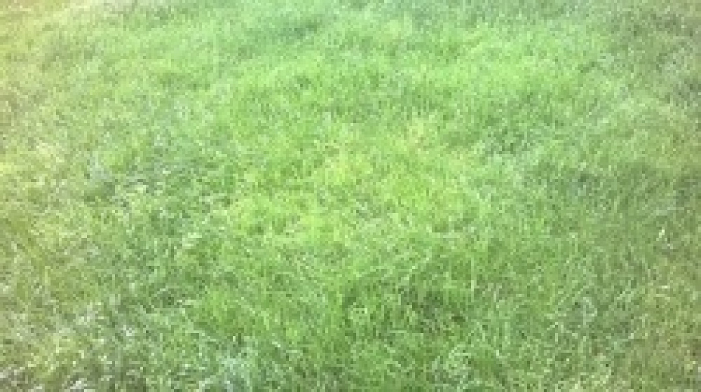 Nokia Lumia 520 vs. Nokia Lumia 630