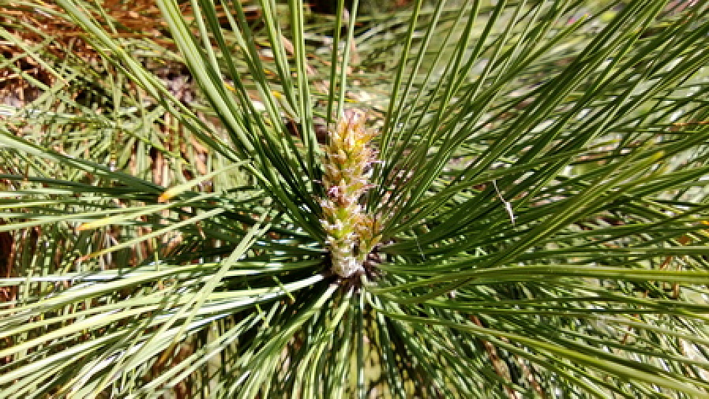 Nokia Lumia 920