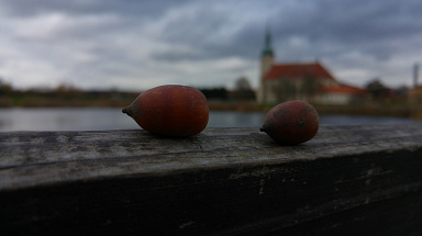 Obrázek