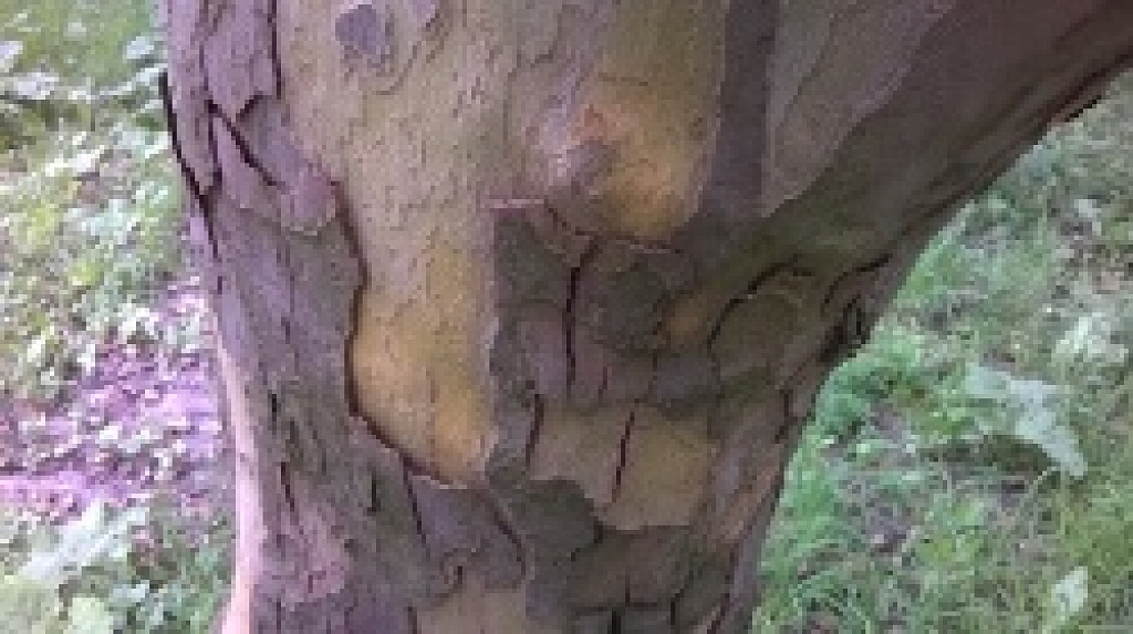 Nokia Lumia 520 vs. Nokia Lumia 630