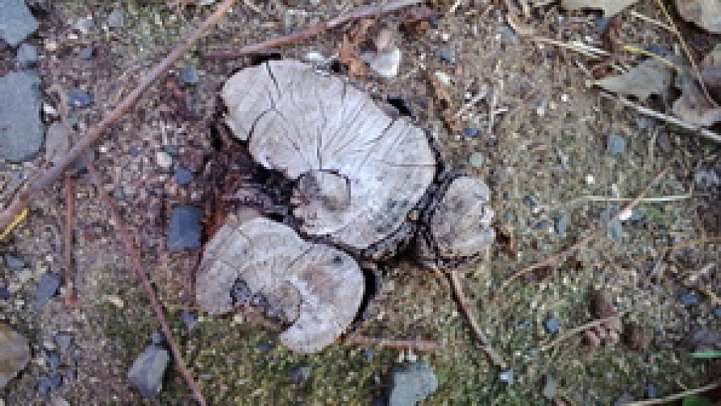Nokia Lumia 820