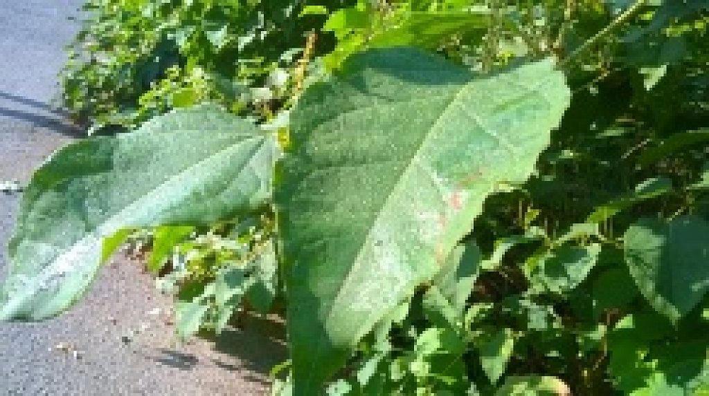 Nokia Lumia 530