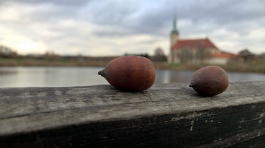 Obrázek