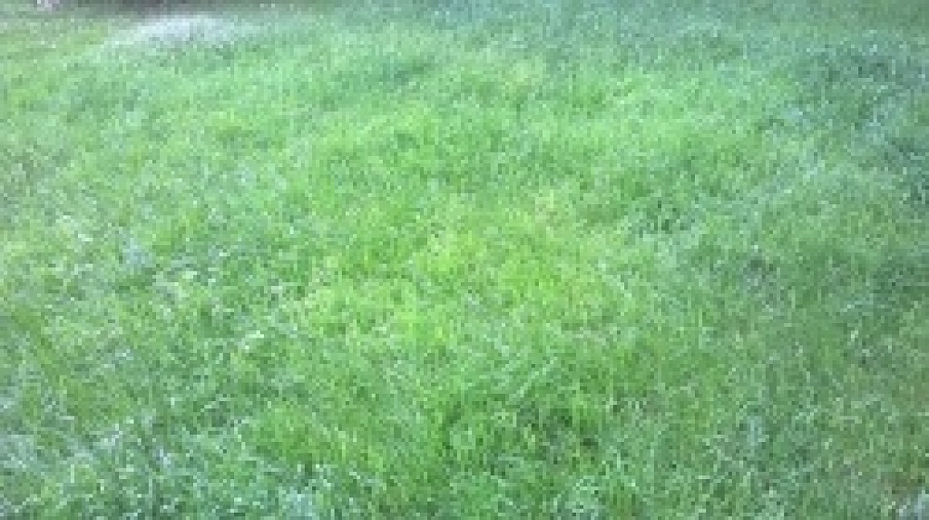 Nokia Lumia 520 vs. Nokia Lumia 630