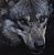 GreyWolfSvK
