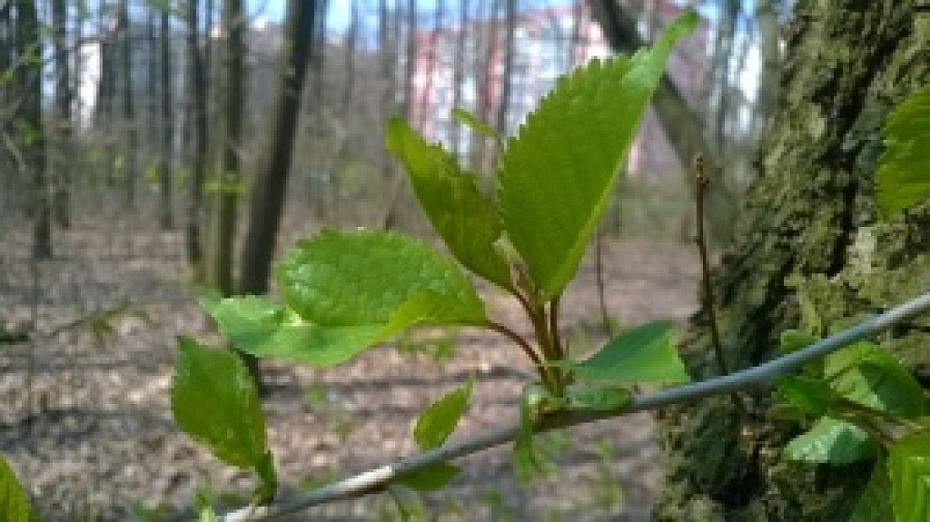 Nokia Lumia 1320