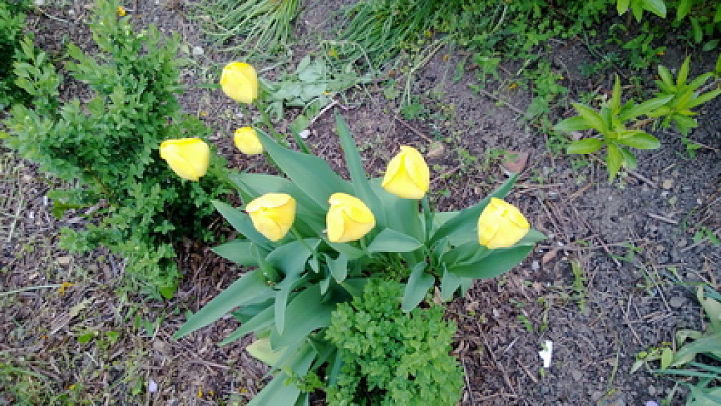 Nokia Lumia 920