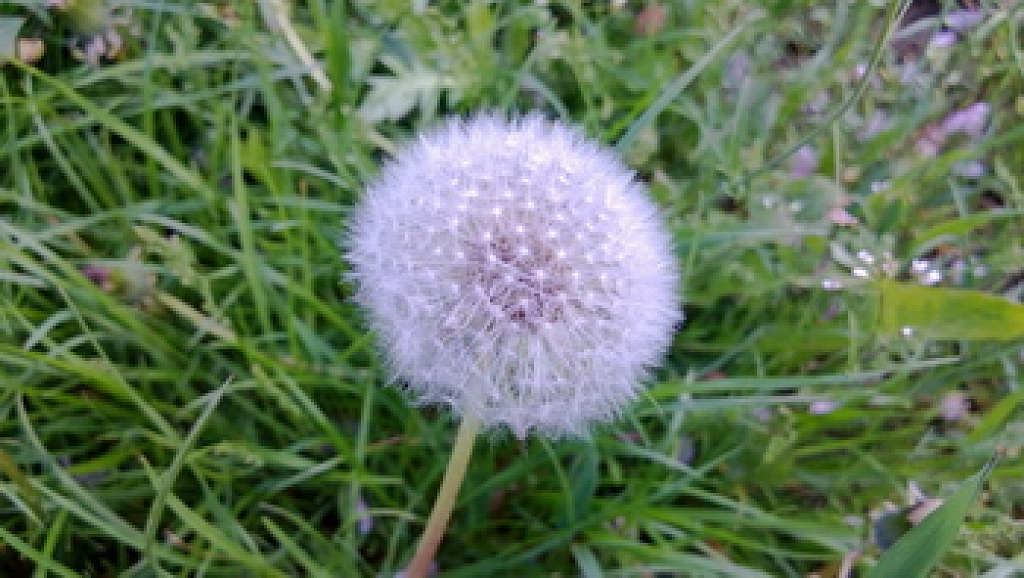 Nokia Lumia 720
