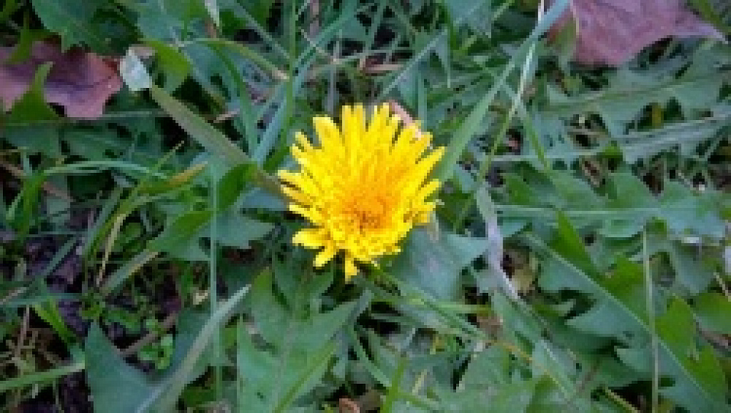 Nokia Lumia 830