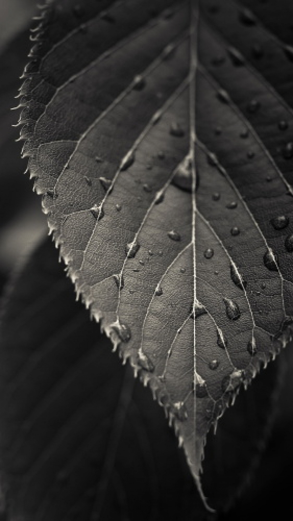 Tapety pro WP8.1