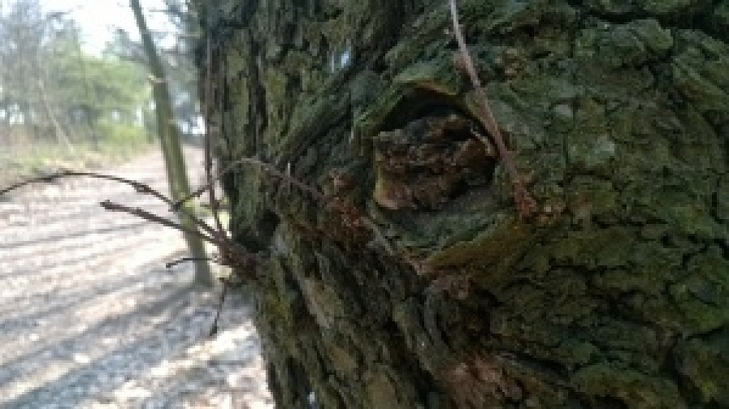 Nokia Lumia 1320