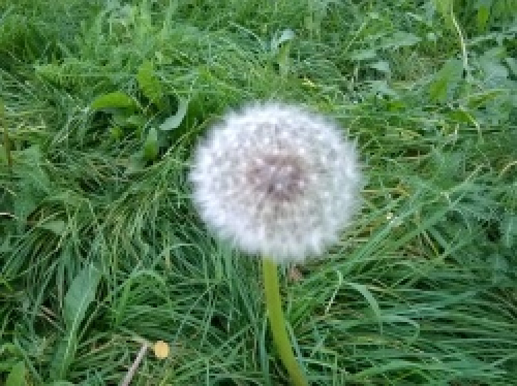Nokia Lumia 530