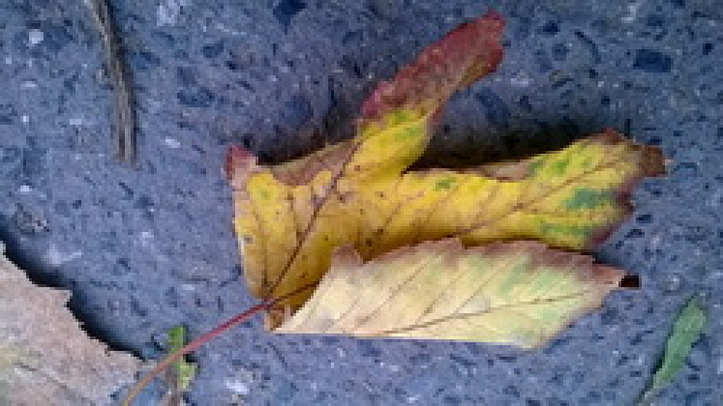 Nokia Lumia 625